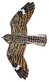 Caprimulgus affinis monticolus