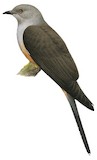 Plaintive Cuckoo Illustration