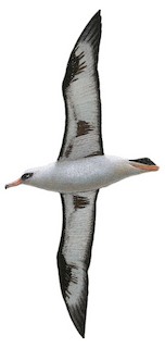 Illustration of variant - Laysan Albatross