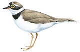 Little Ringed Plover Illustration