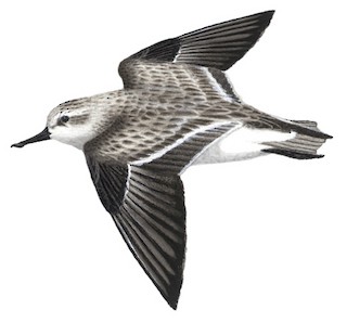 Illustration of non-breeding - Spoon-billed Sandpiper