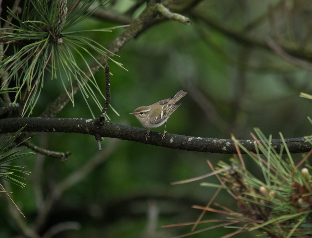 Yellow-browed Warbler - ML153347451