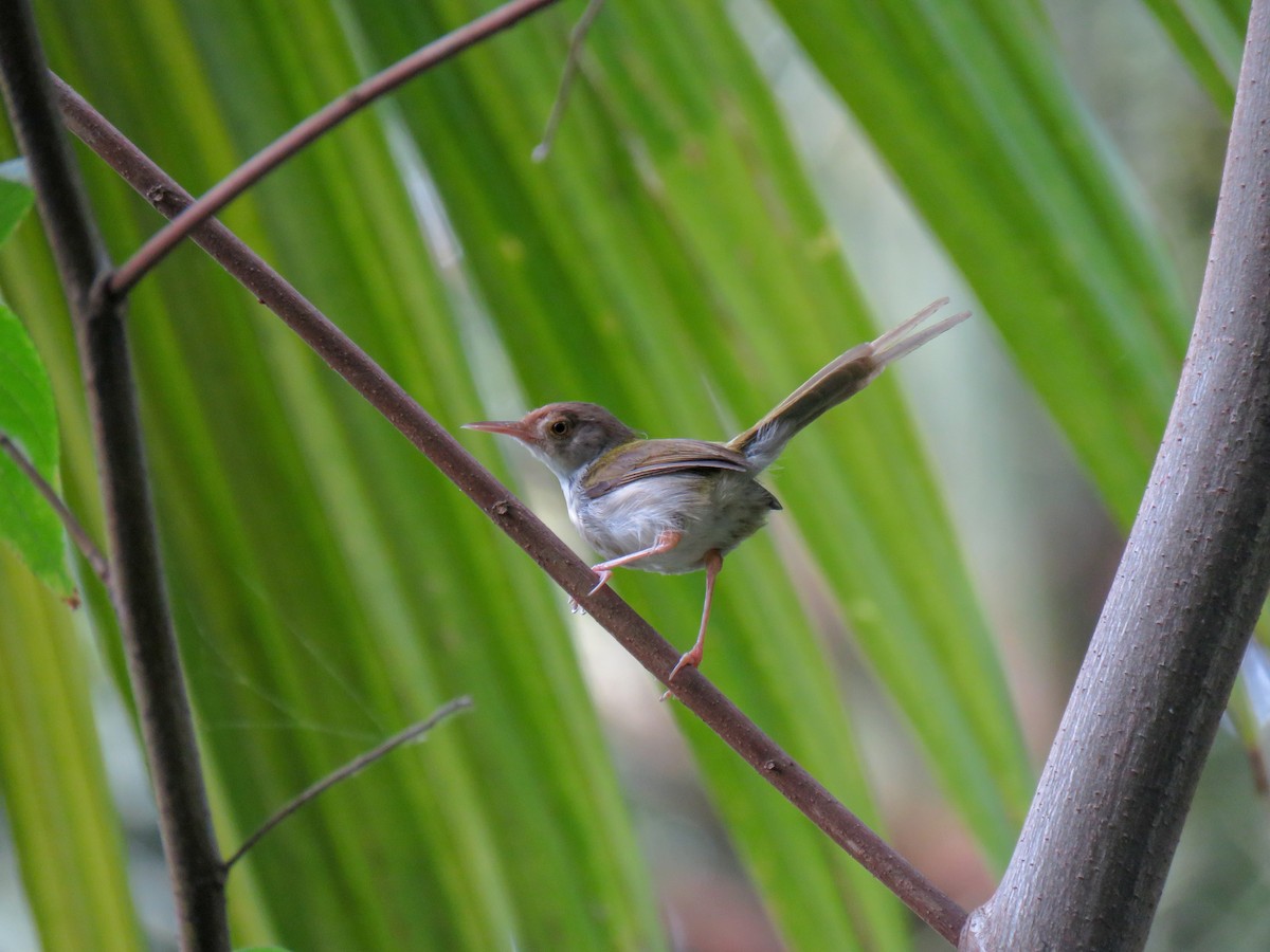 Common Tailorbird - ML153347861