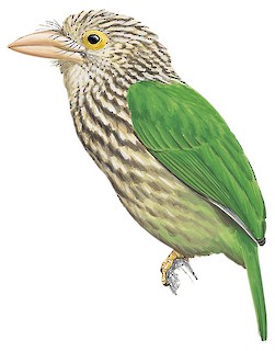 Psilopogon lineatus hodgsoni