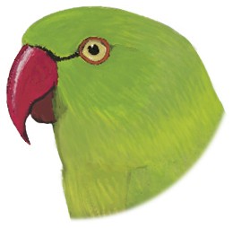 Psittacula krameri borealis