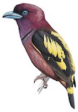 Banded Broadbill Illustration