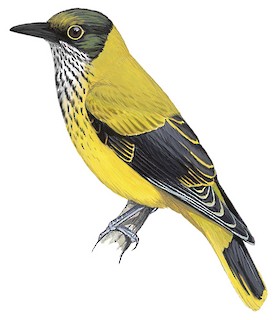 Oriolus xanthornus xanthornus