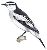 Pied Triller Illustration