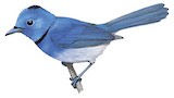 Black-naped Monarch Illustration