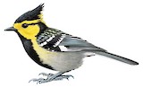 Yellow-cheeked Tit Illustration