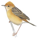 Golden-headed Cisticola Illustration