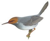 Ashy Tailorbird Illustration