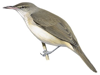 Acrocephalus stentoreus amyae