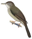 Buff-vented Bulbul Illustration