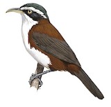 Sunda Scimitar Babbler Illustration