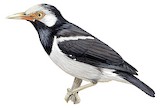 Siamese Pied Myna Illustration