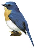 Indochinese Blue Flycatcher Illustration