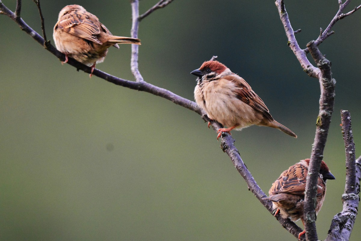 Eurasian Tree Sparrow - ML153351051