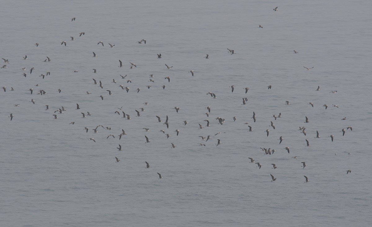 Black-tailed Gull - Liu JYUN-FU