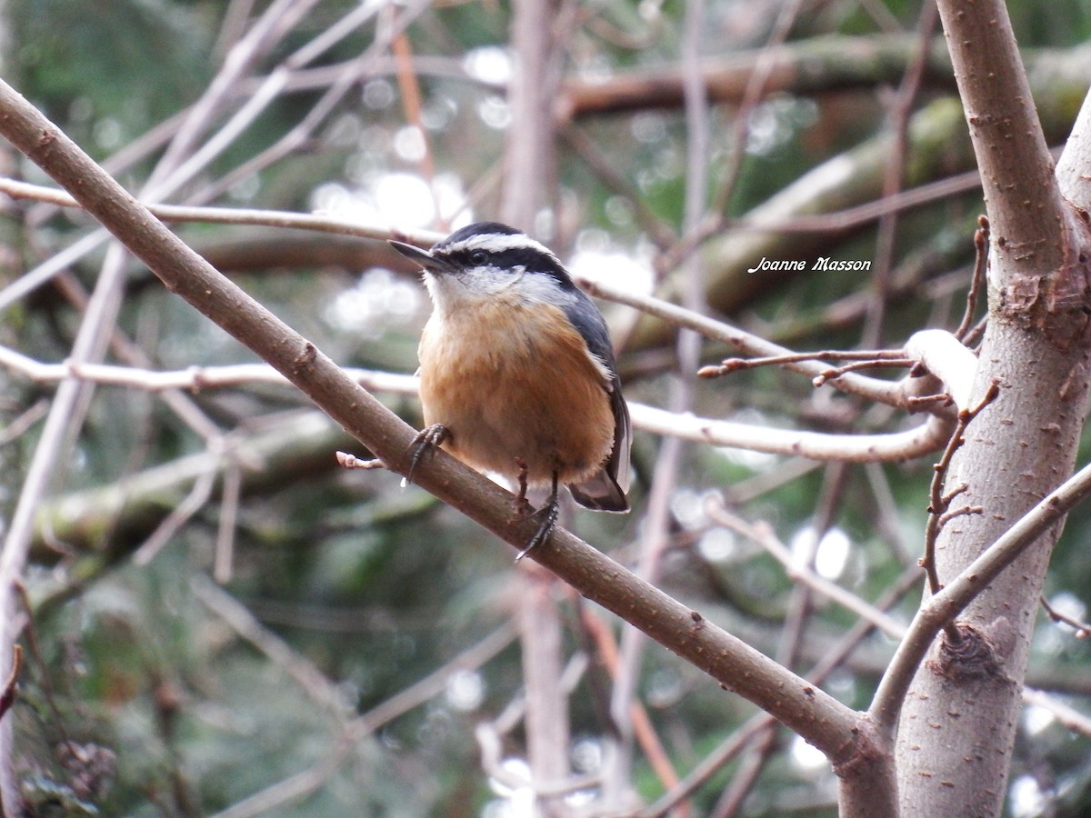 Red-breasted Nuthatch - Joanne Masson