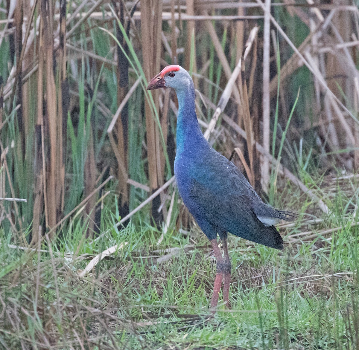 Gray-headed Swamphen - Dave Bakewell