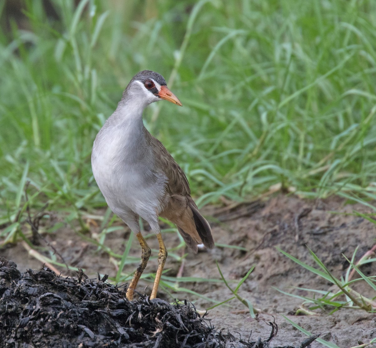 White-browed Crake - Dave Bakewell