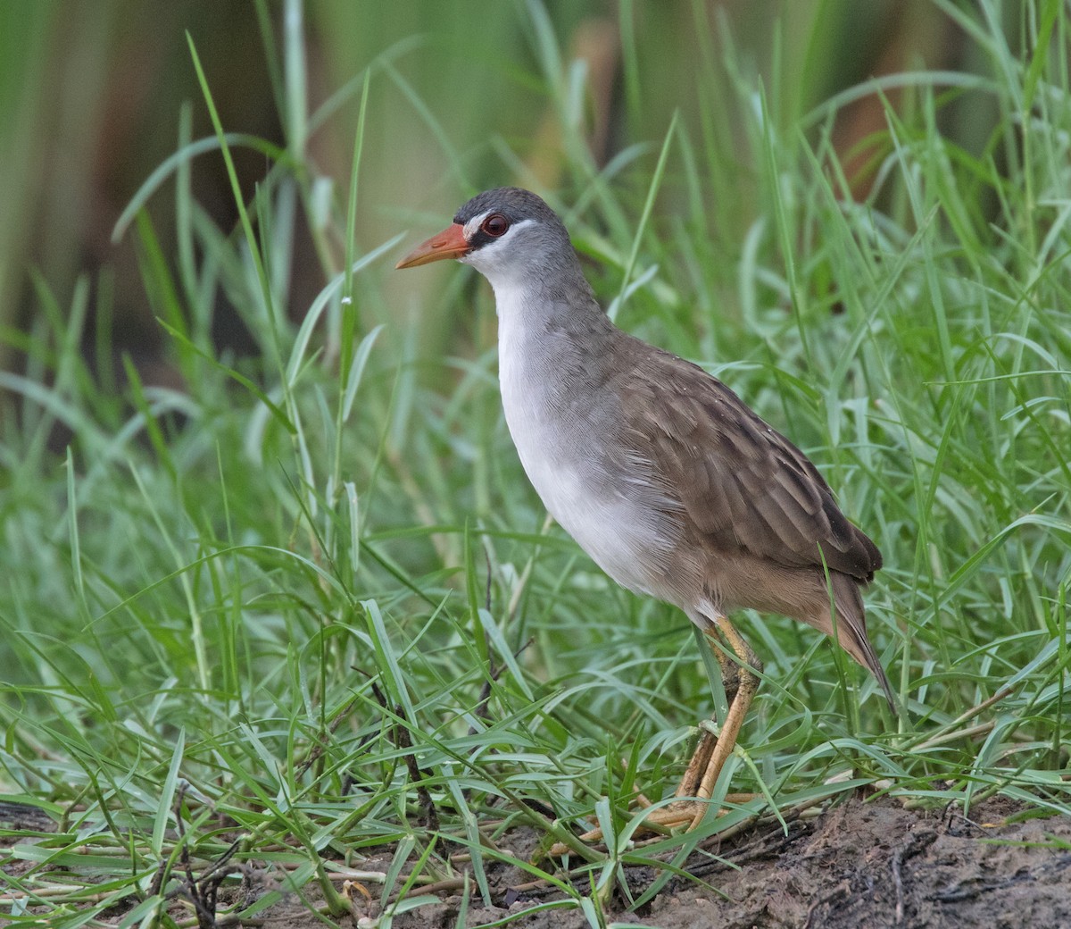 White-browed Crake - Dave Bakewell