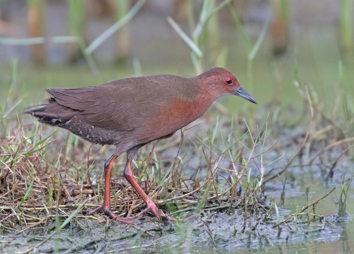 Ruddy-breasted Crake - Dave Bakewell