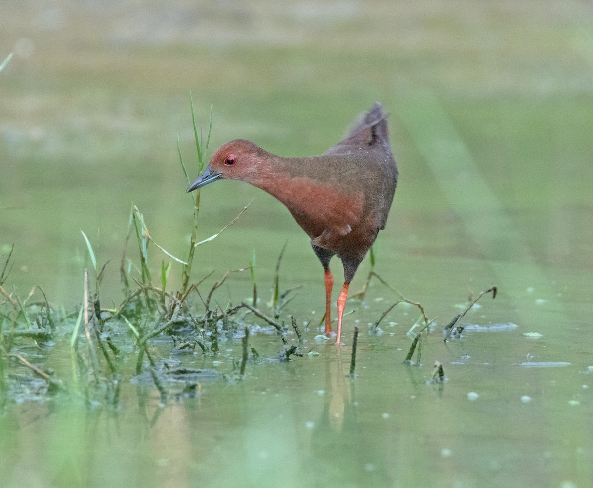 Ruddy-breasted Crake - Dave Bakewell