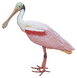 Roseate Spoonbill Illustration