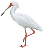 African Spoonbill Illustration