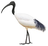 Malagasy Sacred Ibis Illustration