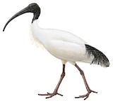 Australian White Ibis Illustration