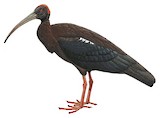 Red-naped Ibis Illustration