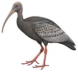 Giant Ibis Illustration