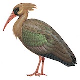 Olive Ibis Illustration