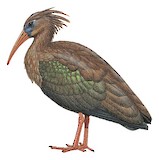 Sao Tome Ibis Illustration