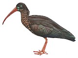 Spot-breasted Ibis Illustration