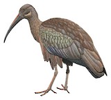 Hadada Ibis Illustration