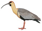 Black-faced Ibis Illustration