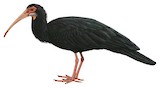 Sharp-tailed Ibis Illustration