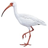 American White Ibis Illustration