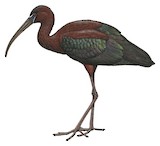 Glossy Ibis Illustration