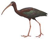 White-faced Ibis Illustration