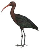 Puna Ibis Illustration