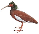 Madagascar Ibis Illustration