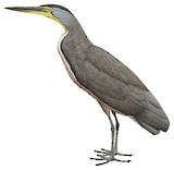 Bare-throated Tiger Heron Illustration