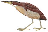 Von Schrenck's Bittern Illustration