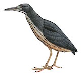 Dwarf Bittern Illustration