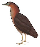 Malayan Night Heron Illustration